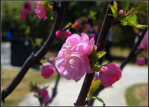 春暖花开 8在线视频,8在线视频带你领略美好时光