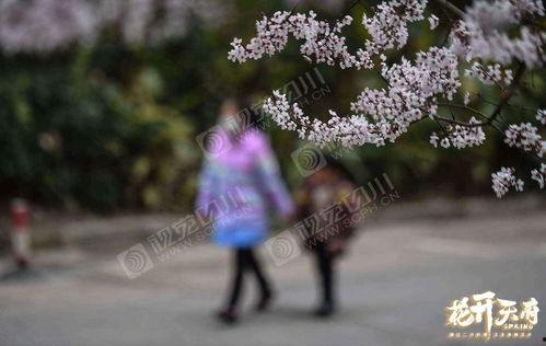 春暖花开 8在线视频,8在线视频带你领略美好时光 第2张 春暖花开 8在线视频,8在线视频带你领略美好时光 第2张