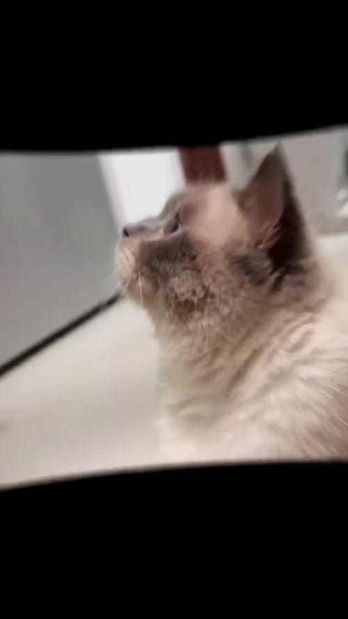 猫社写真在线视频播放,在线视频盛宴,带你领略萌宠魅力 第2张 猫社写真在线视频播放,在线视频盛宴,带你领略萌宠魅力 第2张