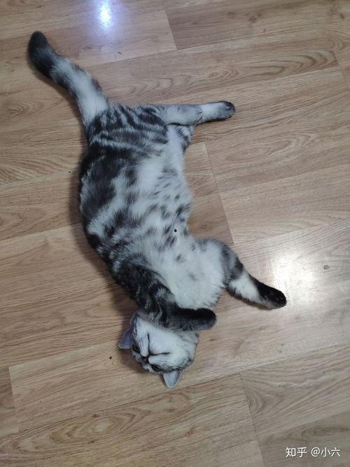 猫社写真在线视频播放,在线视频盛宴,带你领略萌宠魅力 第3张 猫社写真在线视频播放,在线视频盛宴,带你领略萌宠魅力 第3张