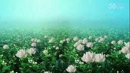 青草青青在线视频播放,在线视频播放，带你领略青春风采  第2张